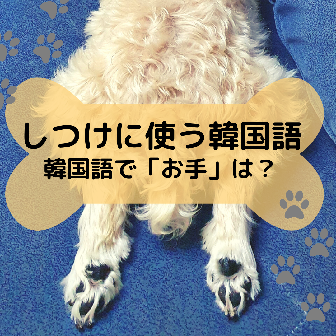 韓国語で お手 は 愛犬のしつけ韓国語 単語集 韓国情報まとめサイト Tip ティップ